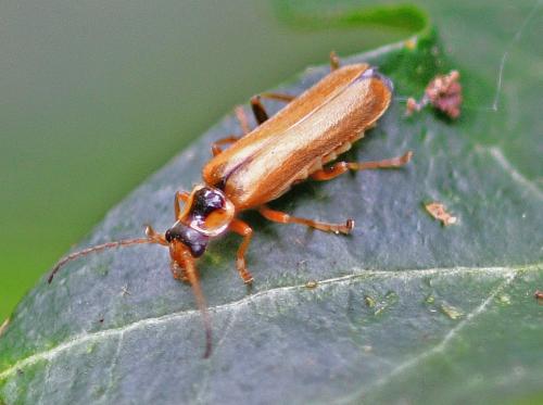 Cantharis decipiens